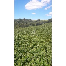 OFERTA DE PROPRIEDADE INTEIRA - Chácara em Jupiá - SC